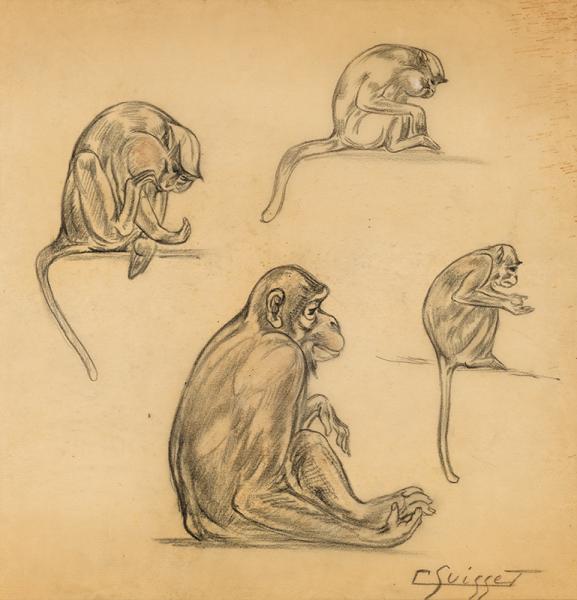 Cercopithèques