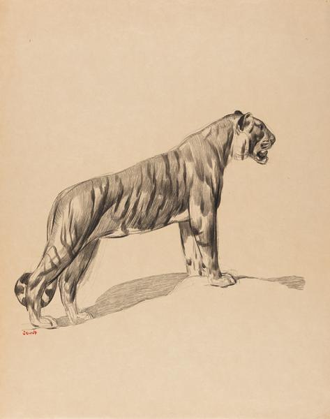 Tigre guettant